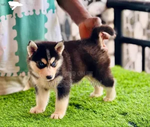 1-3 months Male Purebred Siberian Husky