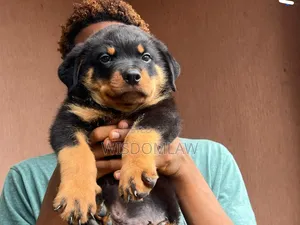 1-3 months Male Purebred Rottweiler