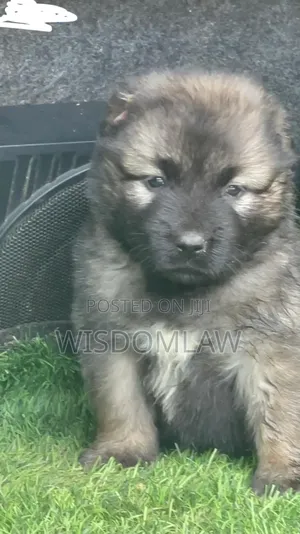 1-3 months Male Purebred Caucasian Shepherd