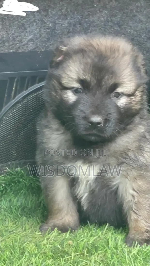 Saint Bernard Caucasian Shepherd Buy Nigeria Kaukazian Dog 1-3