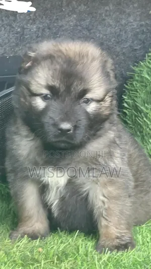 1-3 months Female Purebred Caucasian Shepherd