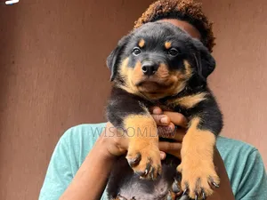 1-3 months Male Purebred Rottweiler
