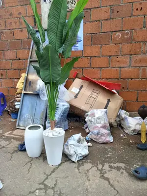 Banana Plant