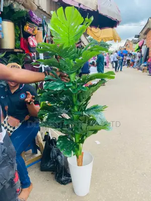 Monstera Plant