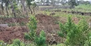 Land for Sale: Plot 98. Size Is 1,111.50m2. Residential. C of O