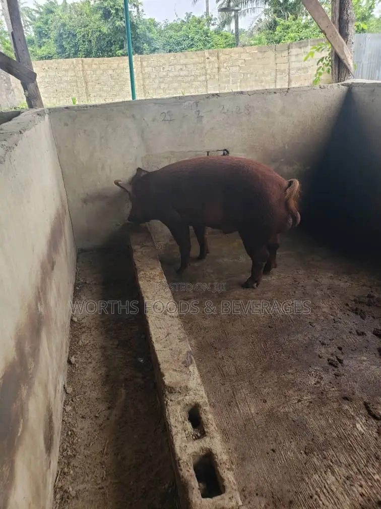 Pure Duroc Breed Grower