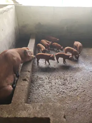 Pure Duroc Breed Grower