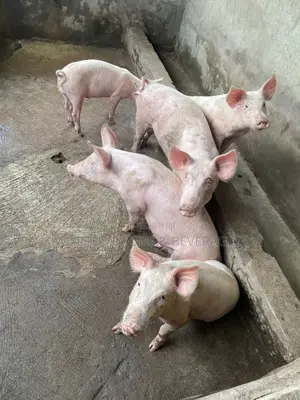 Hybrids Pigs Growers for Sale