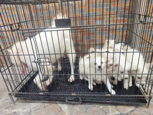 1-3 months Male Purebred American Eskimo