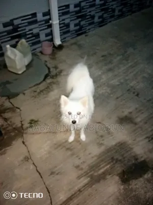 1+ year Male Purebred American Eskimo