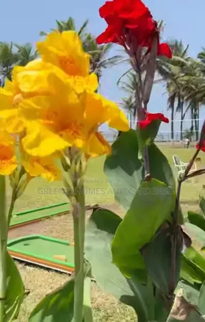Canna Lilies Flower