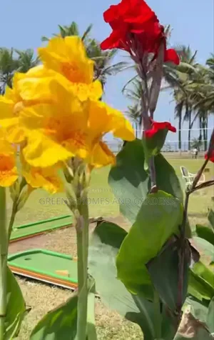 Canna Lilies Flower