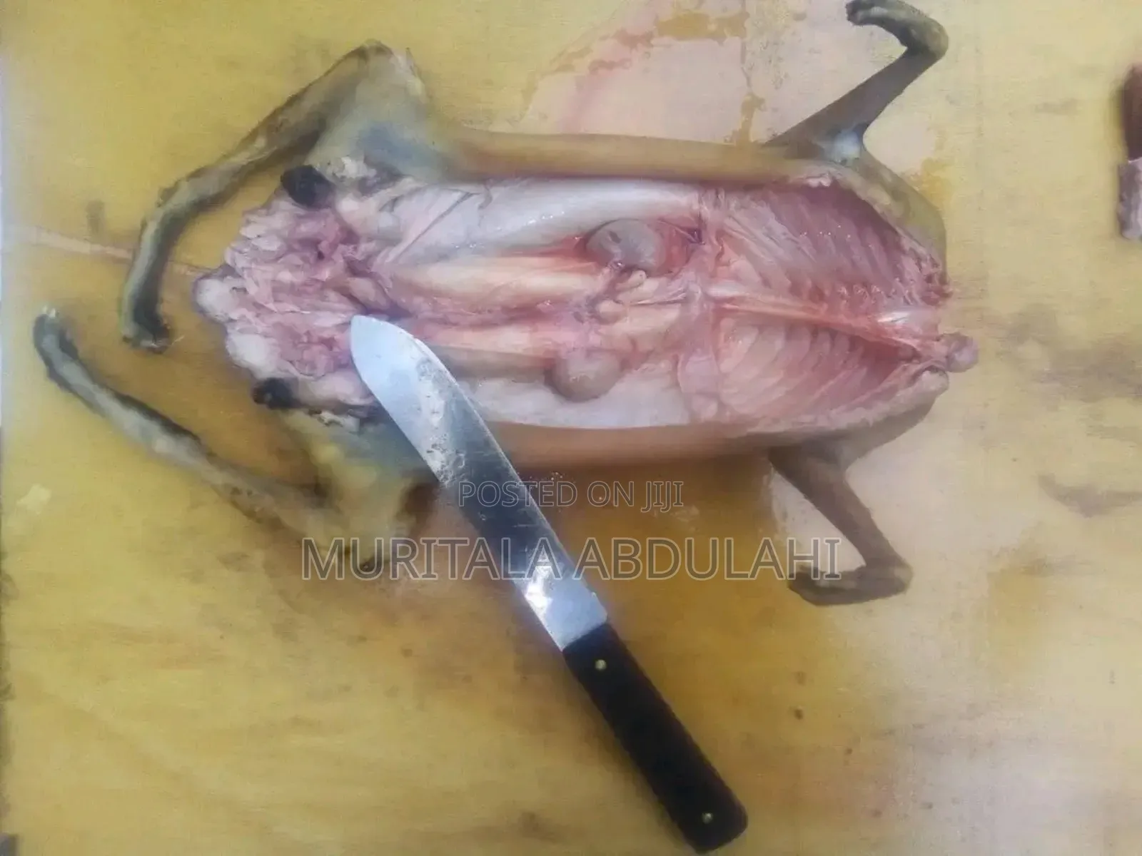 Rabbits Meat