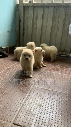 1-3 months Female Purebred American Eskimo