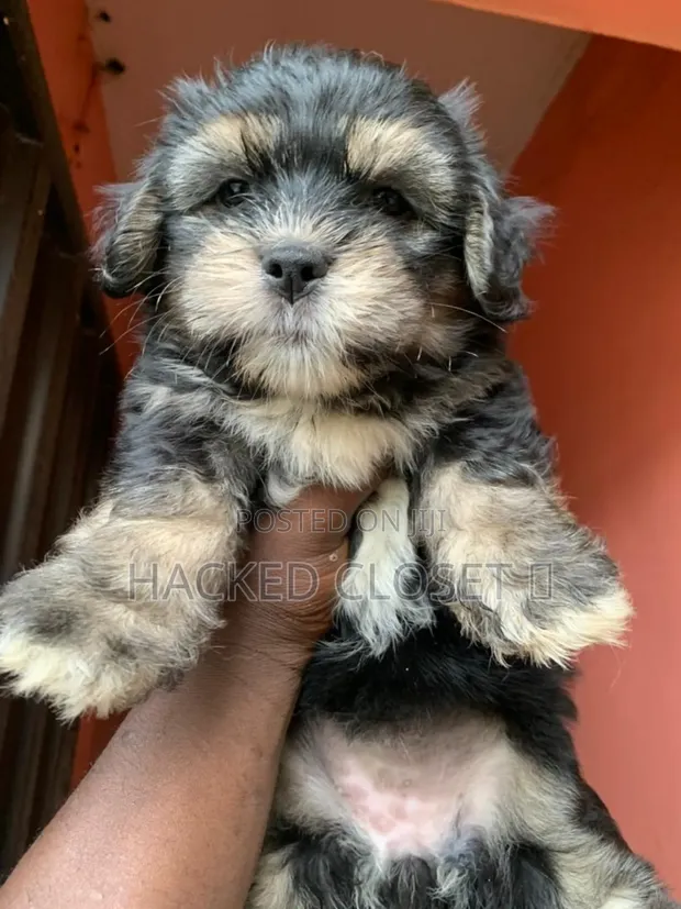 0-1 month Female Purebred Lhasa Apso in Ojodu Dogs Puppies