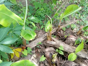 Healthy Plantain Suckers (₦450/Sucker) Available for Sale in Thousands