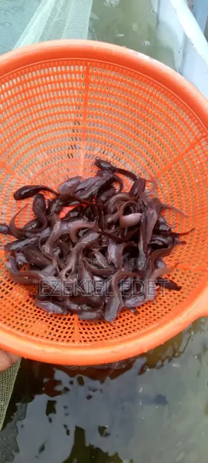 Buy Fingerlings, Post-Fingerlings, and Juveniles # Affordable Prices