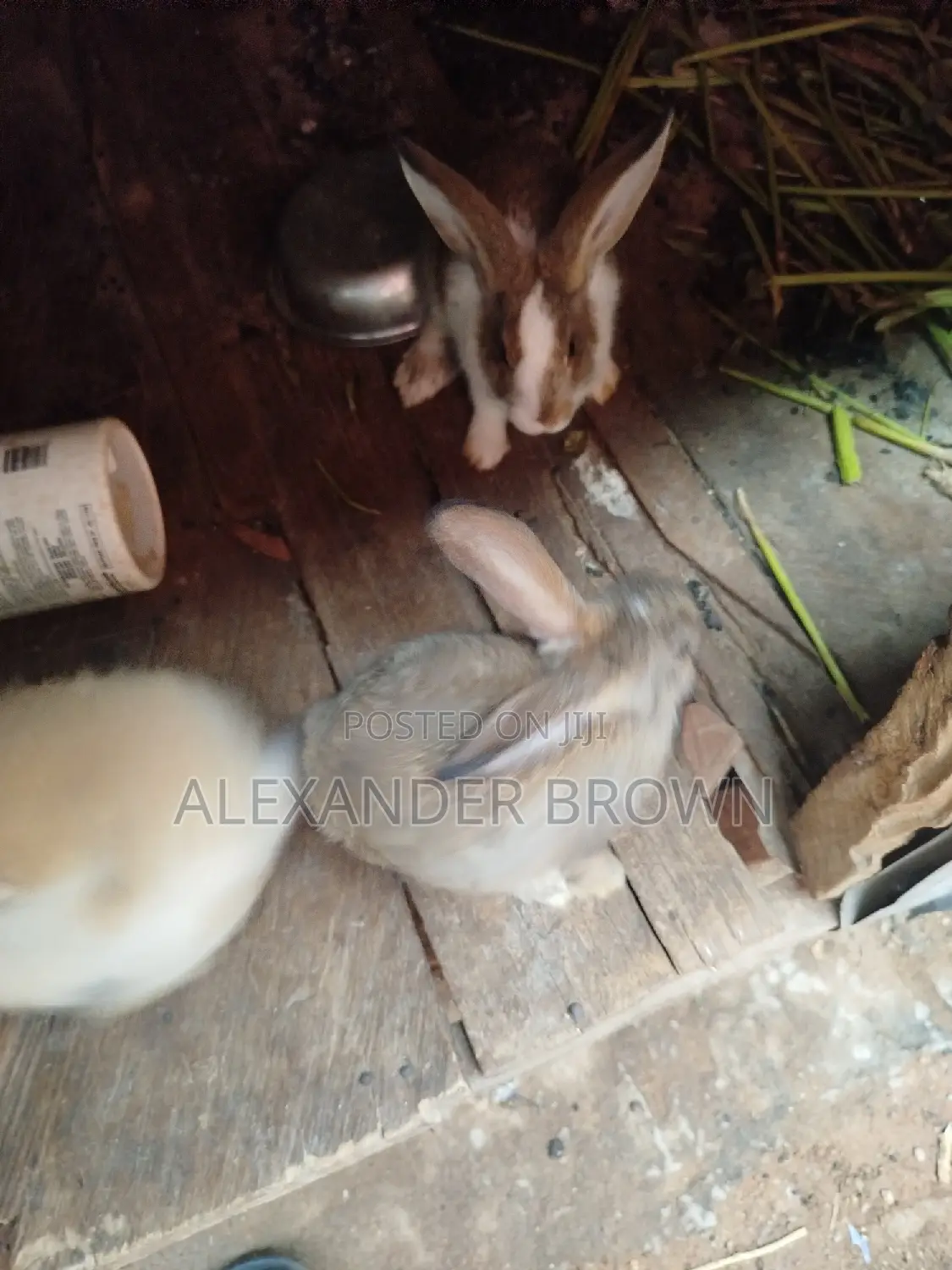 High Breeds Rabbit