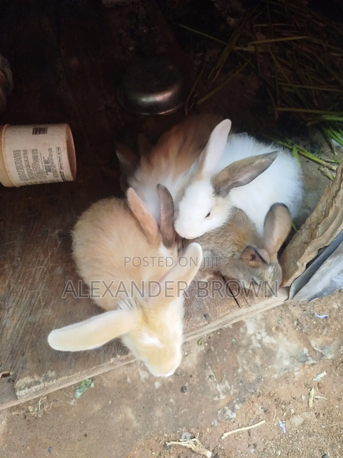 High Breeds Rabbit