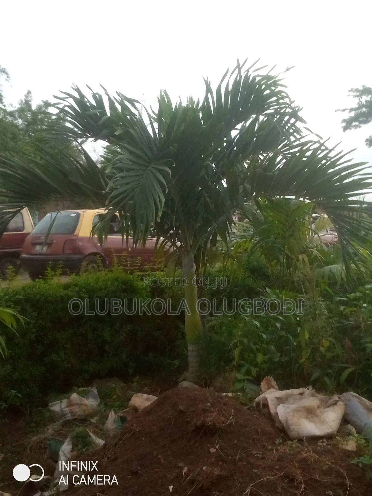 Queens Palm