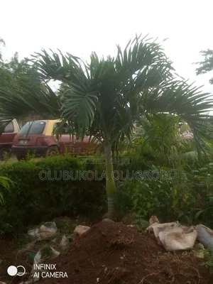 Queens Palm