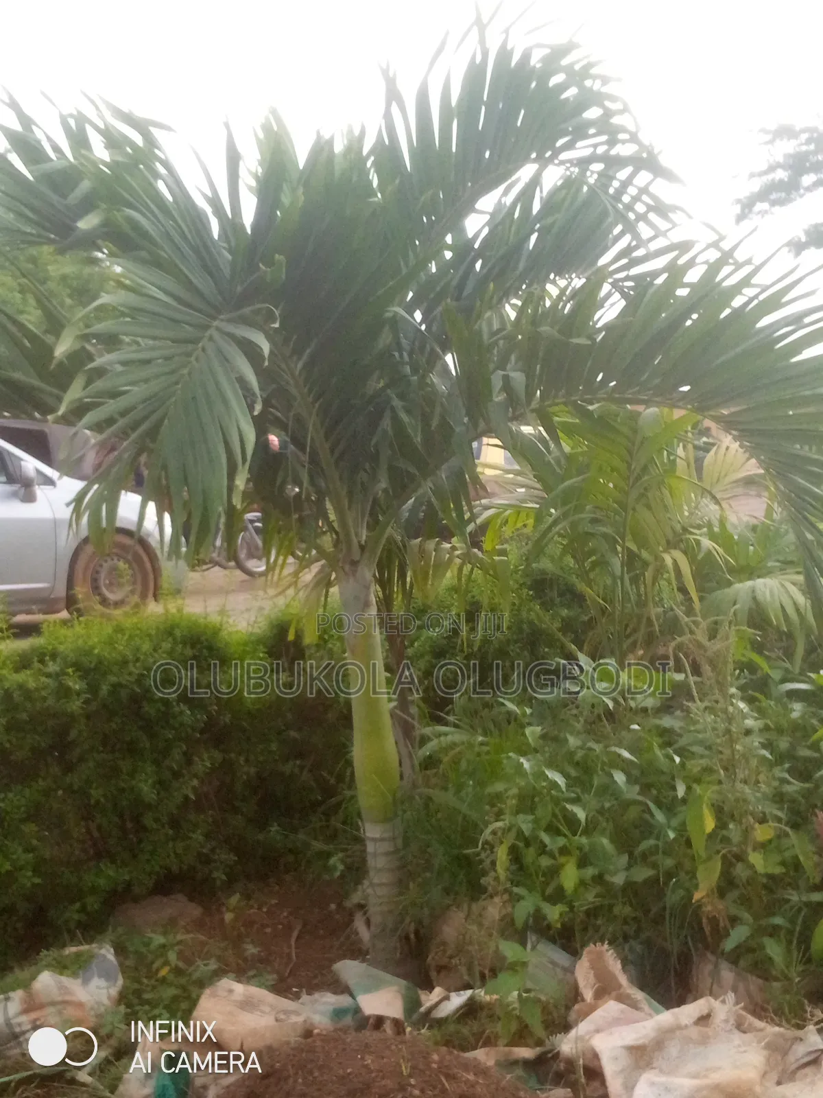 Queens Palm