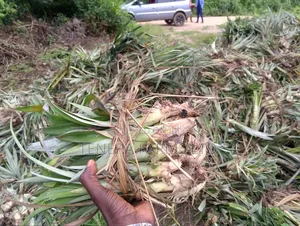 Healthy Pineapple Suckers (100 Suckers For #15,000) For Sale In Bulk