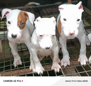 1-3 months Female Purebred American Pit Bull Terrier