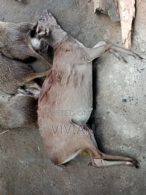 Antelope Bush Meat