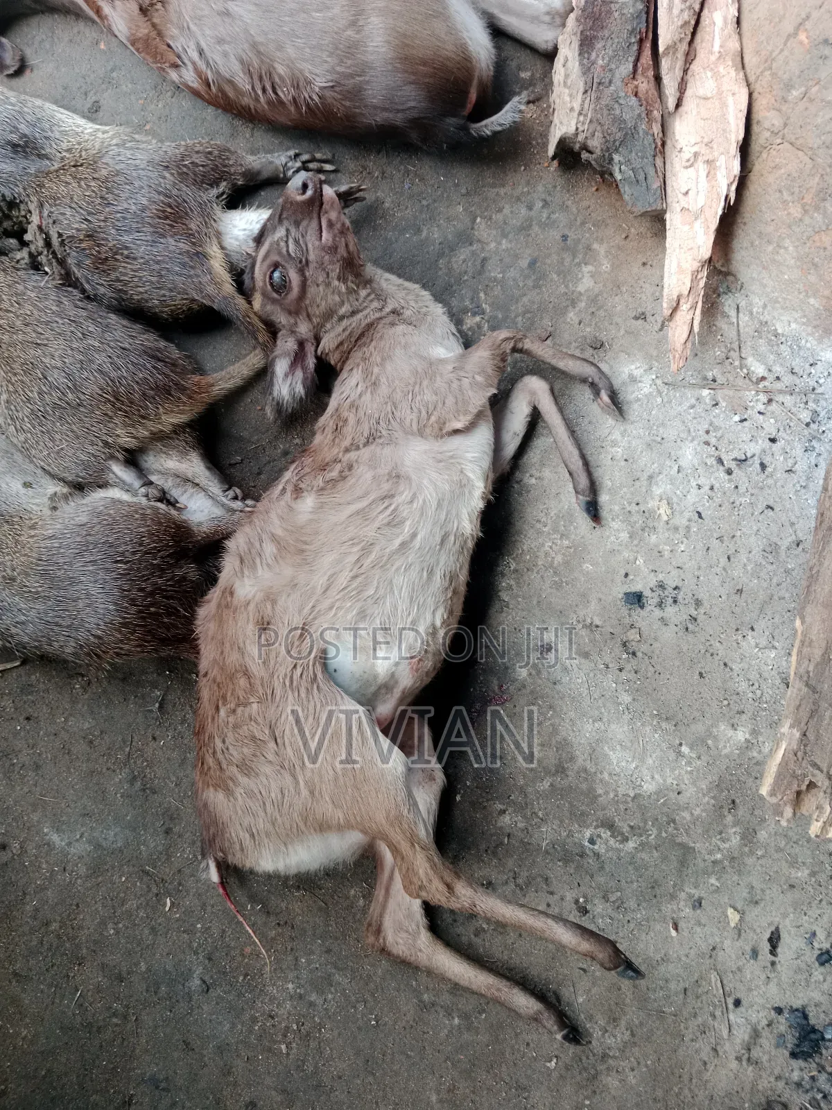 Antelope (Small Size)