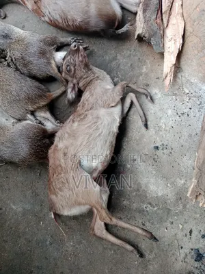 Antelope (Small Size)