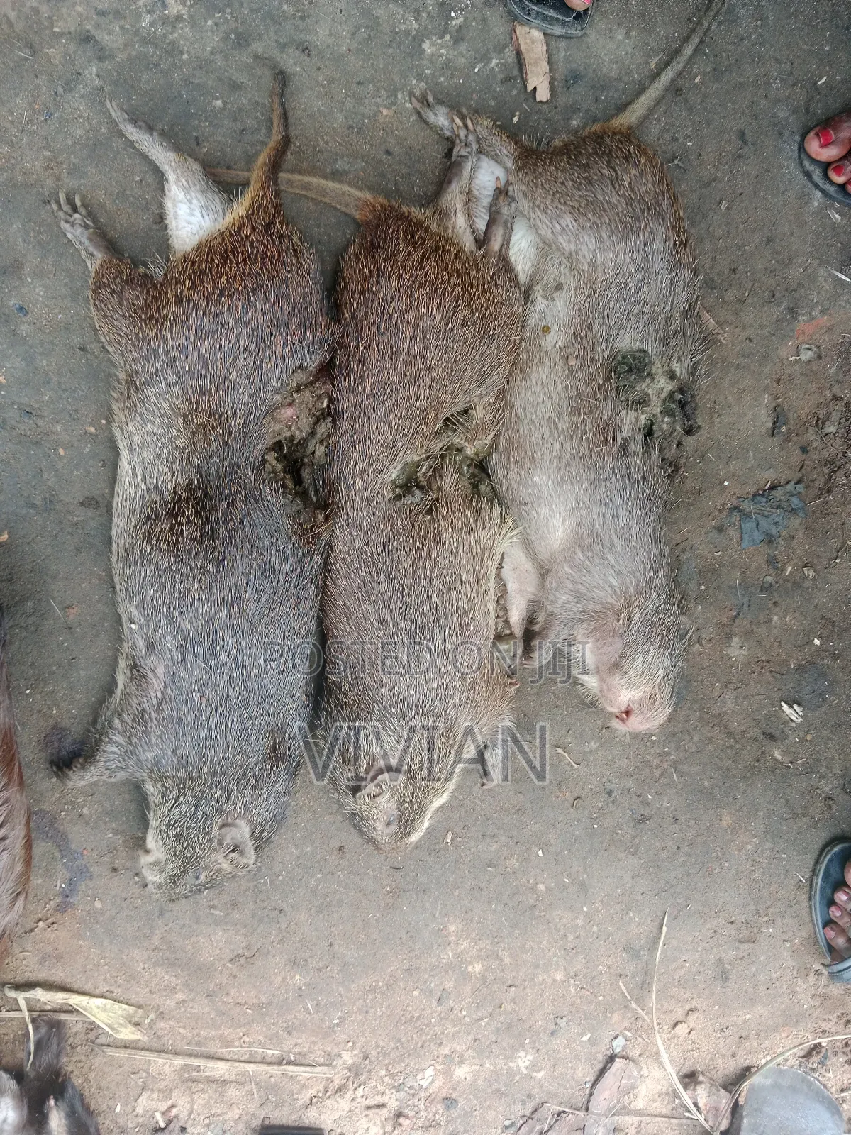 Grass Cutter Bush Meat (Big Sizes)