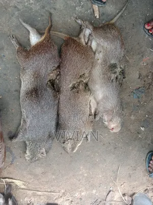 Grass Cutter Bush Meat (Big Sizes)