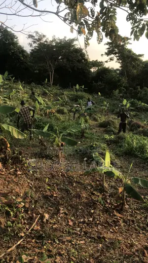 6 Plots of Land/Plantation Farm for Sale (1 Acre)