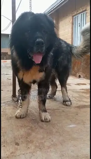 1+ year Male Purebred Caucasian Shepherd