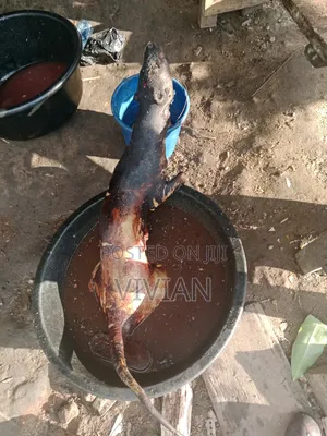 Deer ( Bush Meat)