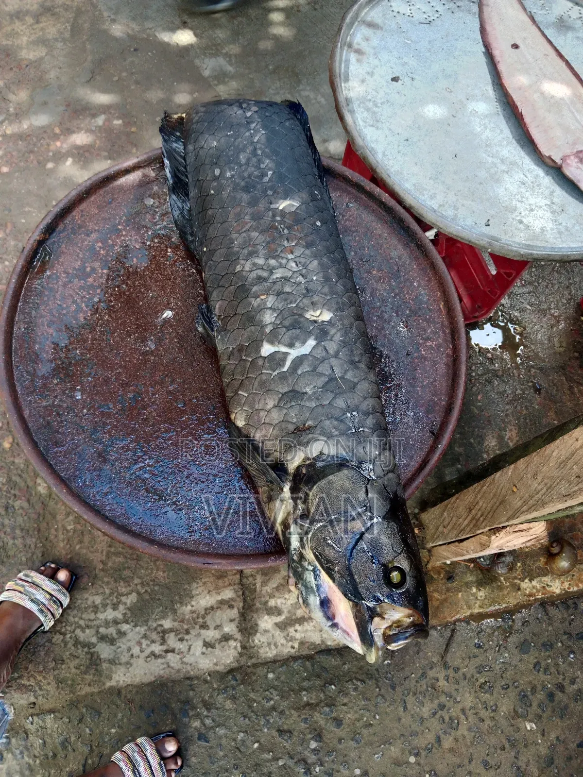 Barracuda Sea Fish