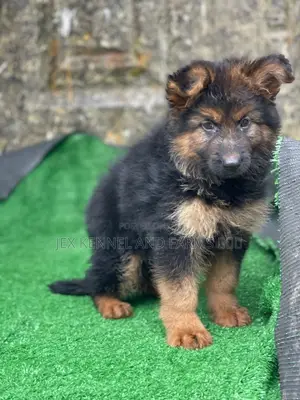 1-3 months Female Purebred German Shepherd
