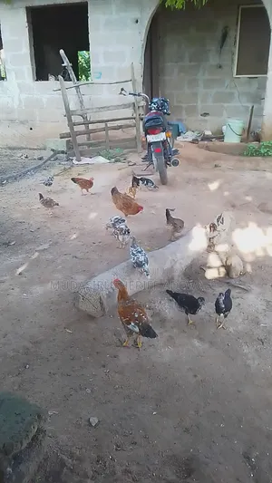 Local Chicken
