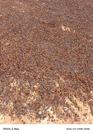 Dried Quality Cocoa Seeds for Sale