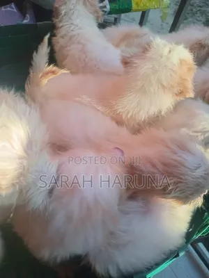 0-1 month Female Mixed Breed Lhasa Apso