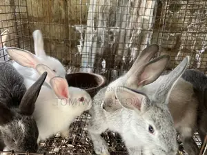 Adorable Bunnies