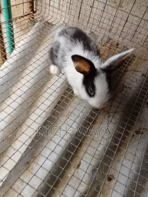 Exotic Rabbit Available