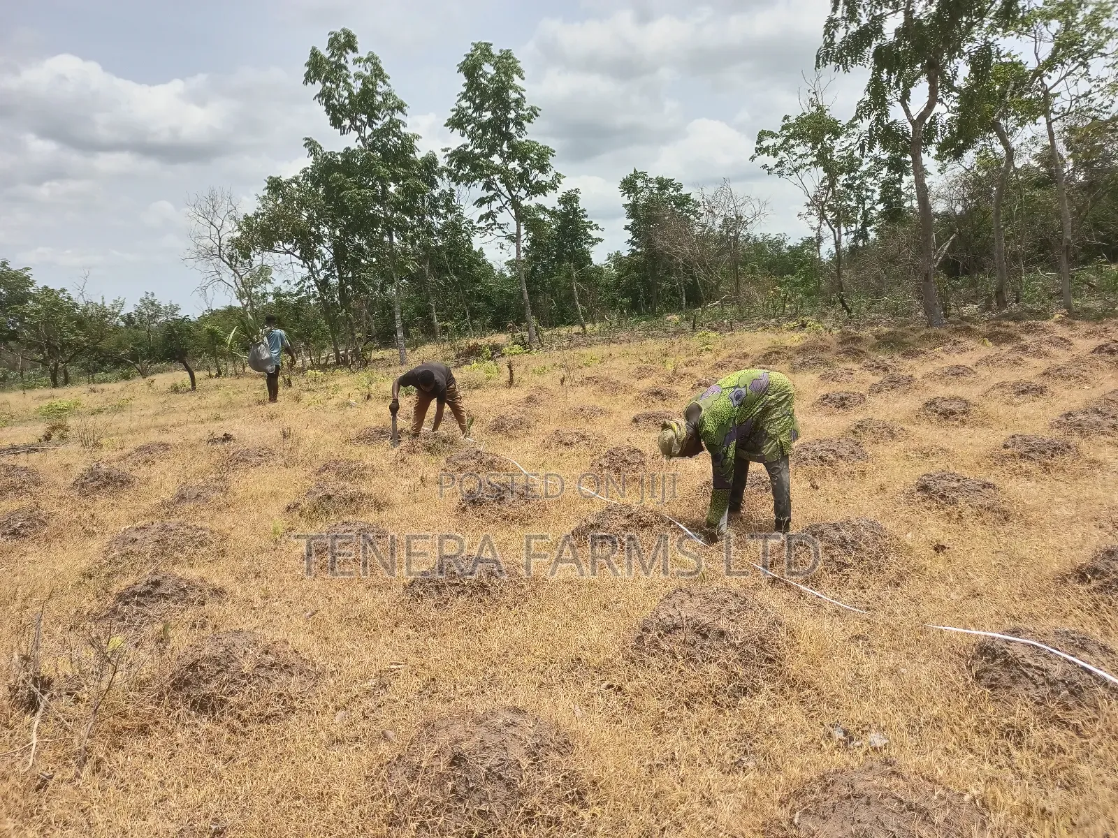 Farm Set Up, Management Consultancy Services. Farm With Ease Service