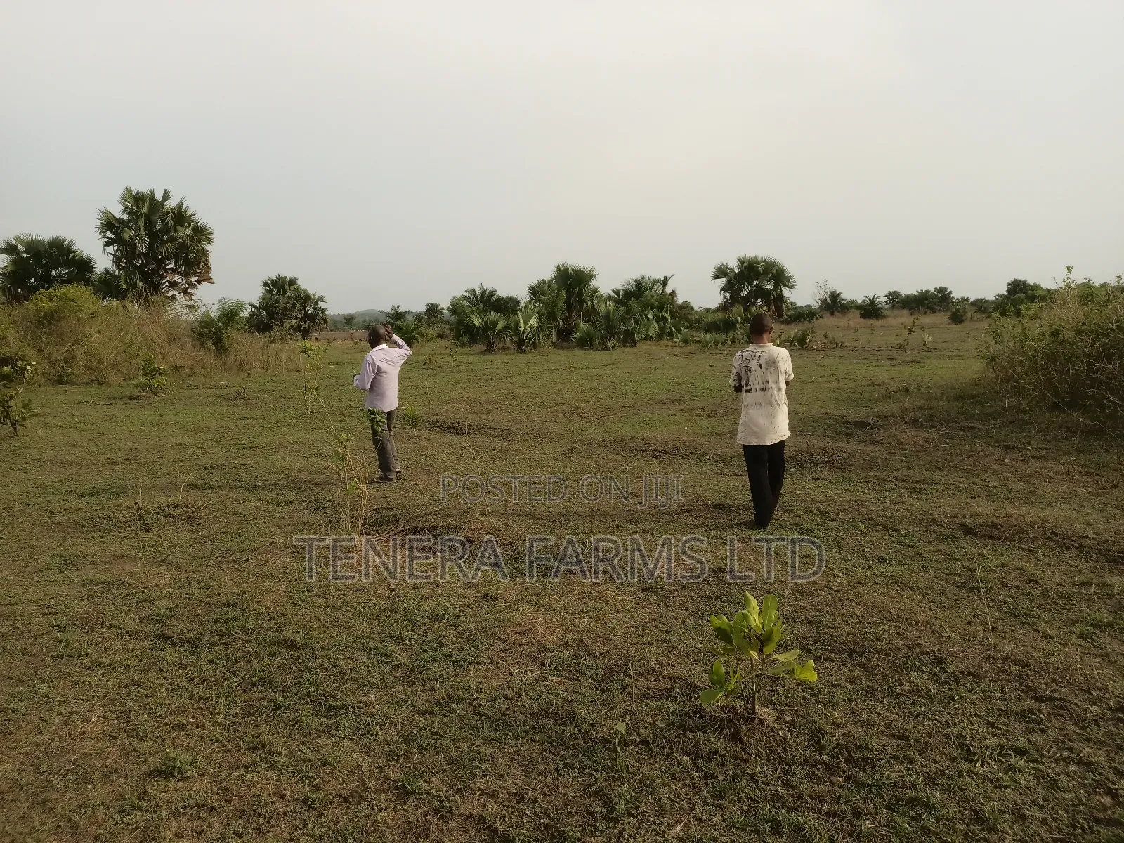 Farm Set Up, Management Consultancy Services. Farm With Ease Service