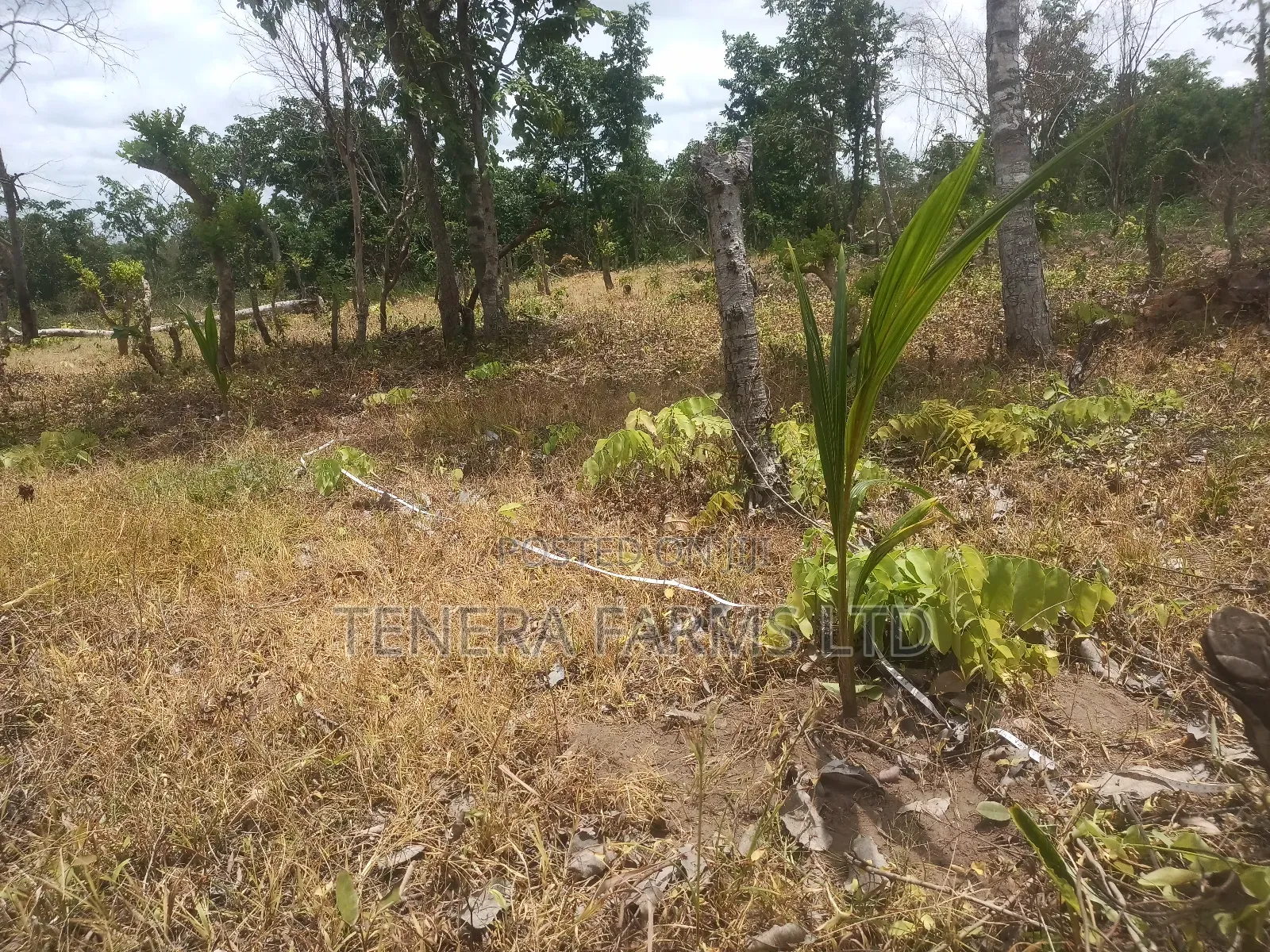 Farm Set Up, Management Consultancy Services. Farm With Ease Service