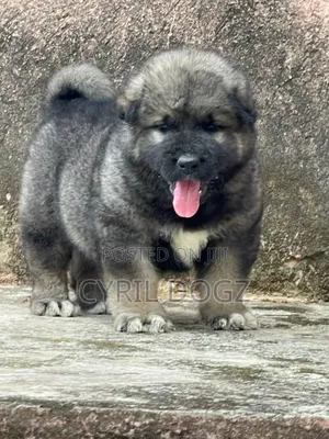1-3 months Female Purebred Caucasian Shepherd
