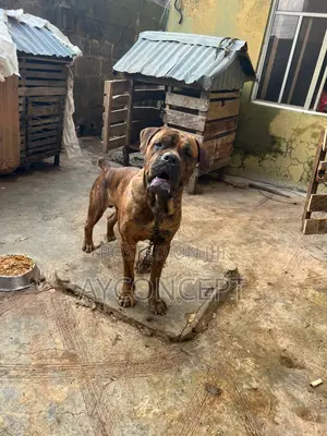 1+ year Male Purebred Boerboel