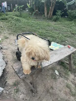 1+ year Male Purebred Lhasa Apso