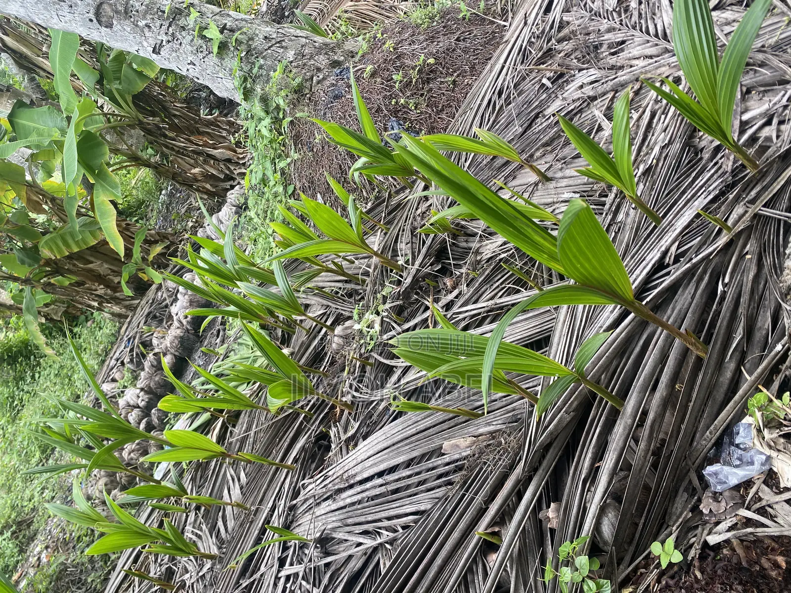 Dwarf Coconut Seedlings